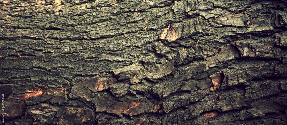Close up tree bark Close up tree bark