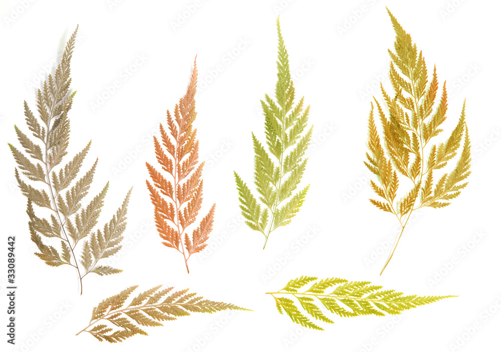 Assorted autumn leaves Assorted autumn leaves