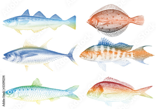 sea fishes, vector