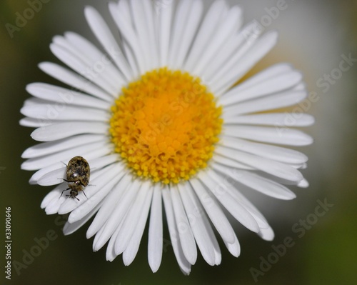 Coccinelle asiatique