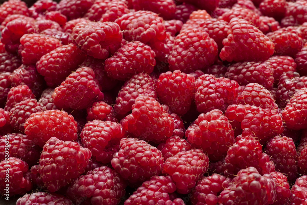 Freshly picked red raspberries Freshly picked red raspberries