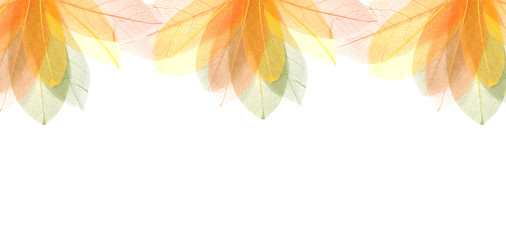 Transparent autumn leaves frame