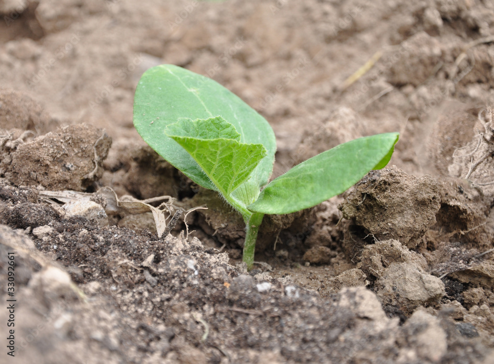 Pumpkin sprout Pumpkin sprout