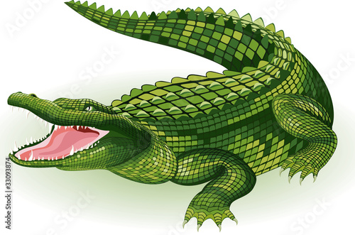 Vector illustration of a crocodile on white background