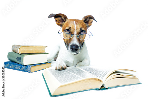 Hund studiert © Javier brosch