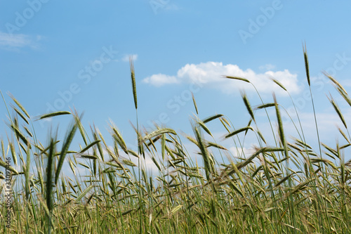 Roggenfeld unter blauem Sommerhimmel