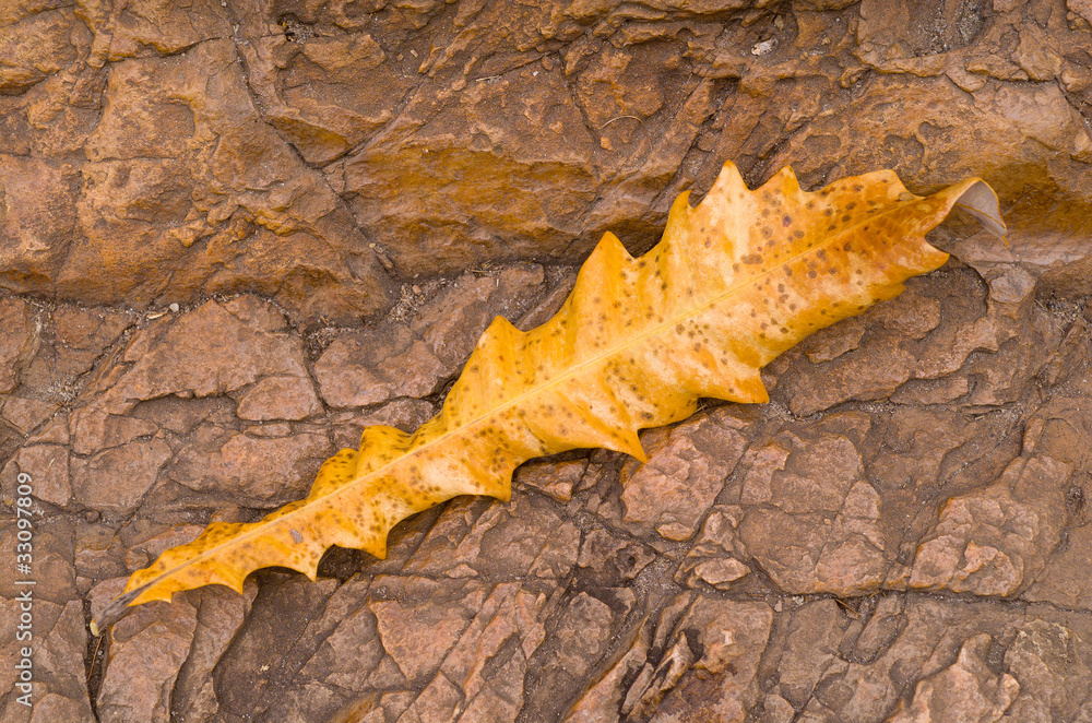Fototapeta premium Yellow Leaf