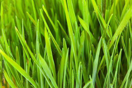 grass background