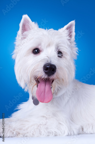 closeup picture of a panting westie