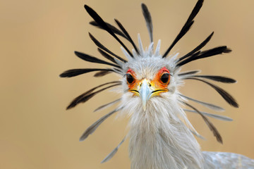 Wandcirkels Vogel Portret van secretarisvogel close-up  © JohanSwanepoel