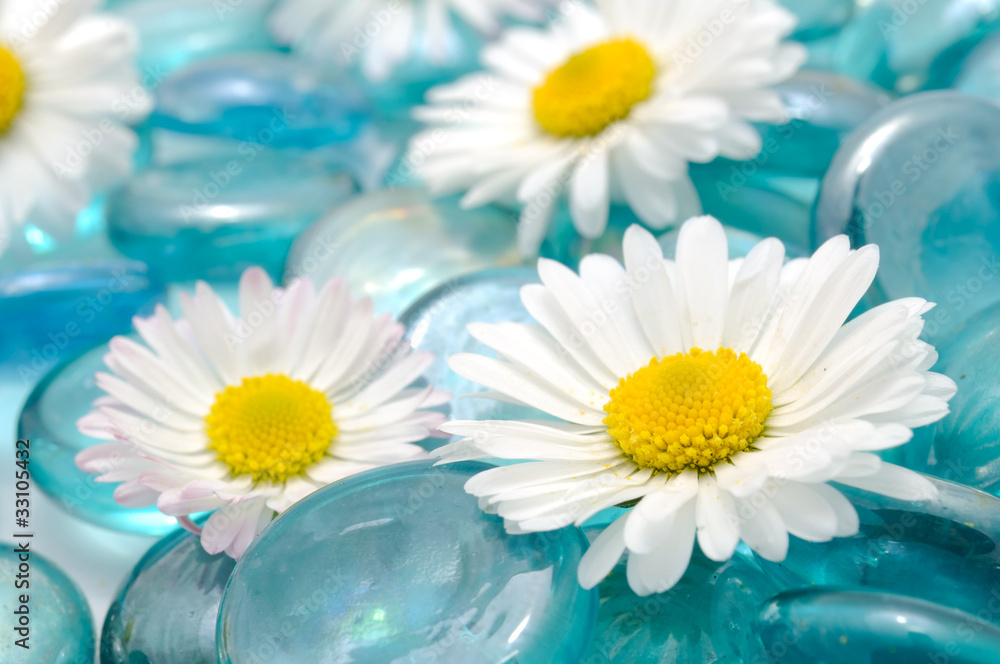 Daisy Flowers on Blue Glass Stones - obrazy, fototapety, plakaty 
