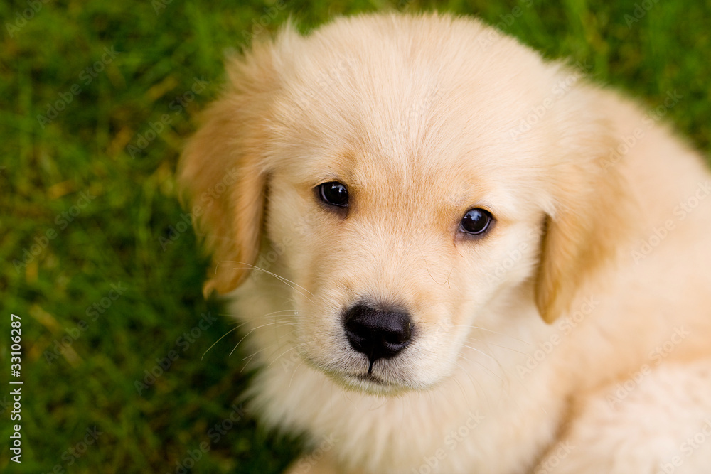Golden Retriever Puppy in Grass Golden Retriever Puppy in Grass