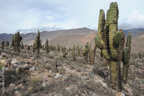 cactus nel sito archeologico di pucara a tilcara © fotoember