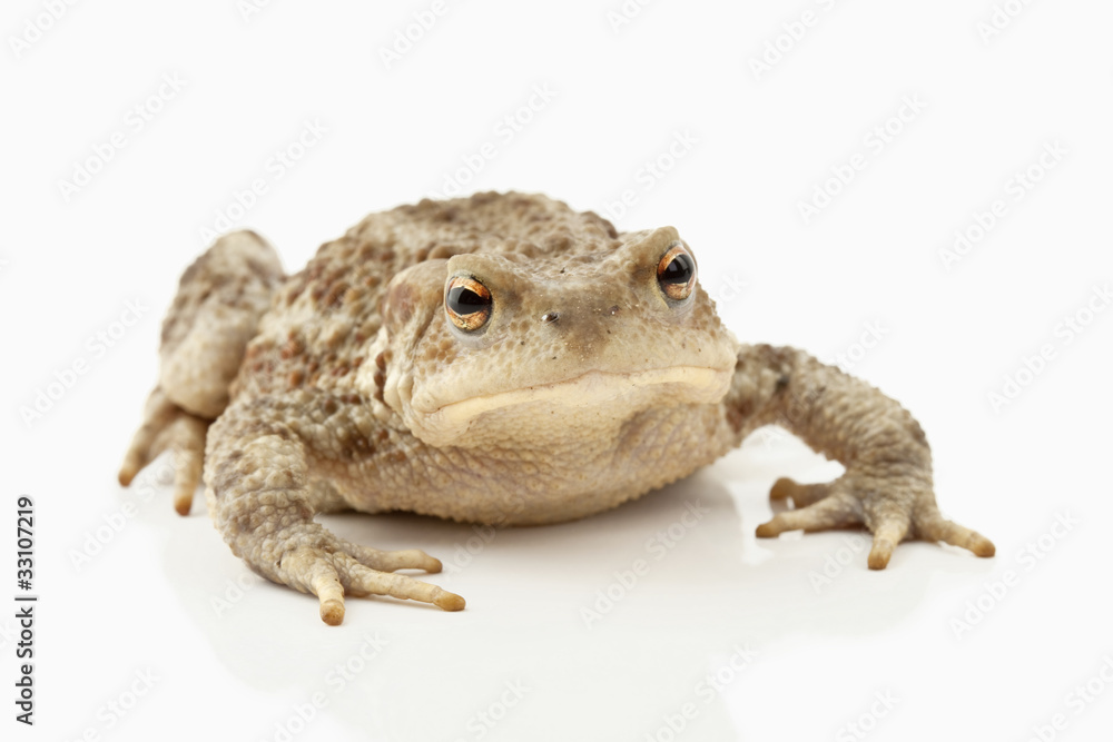 Erdkröte Erdkröte