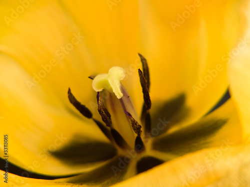 チューリップ２