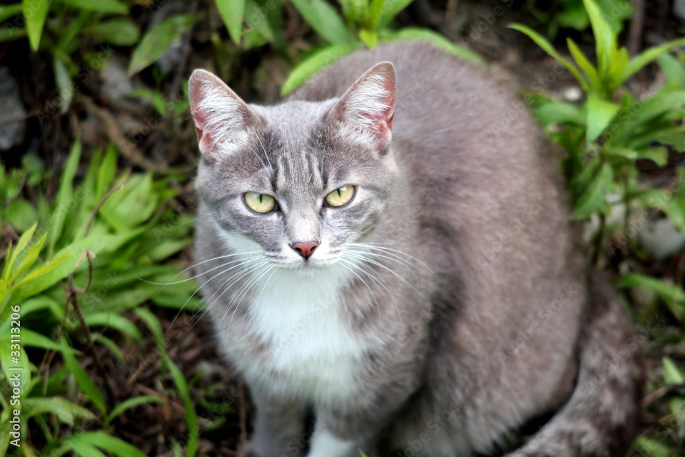 野良猫 野良猫