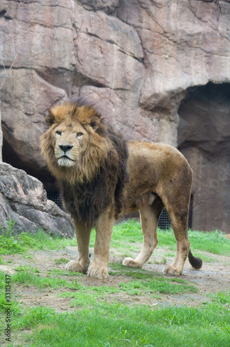 lion standing ライオンの立ち姿
