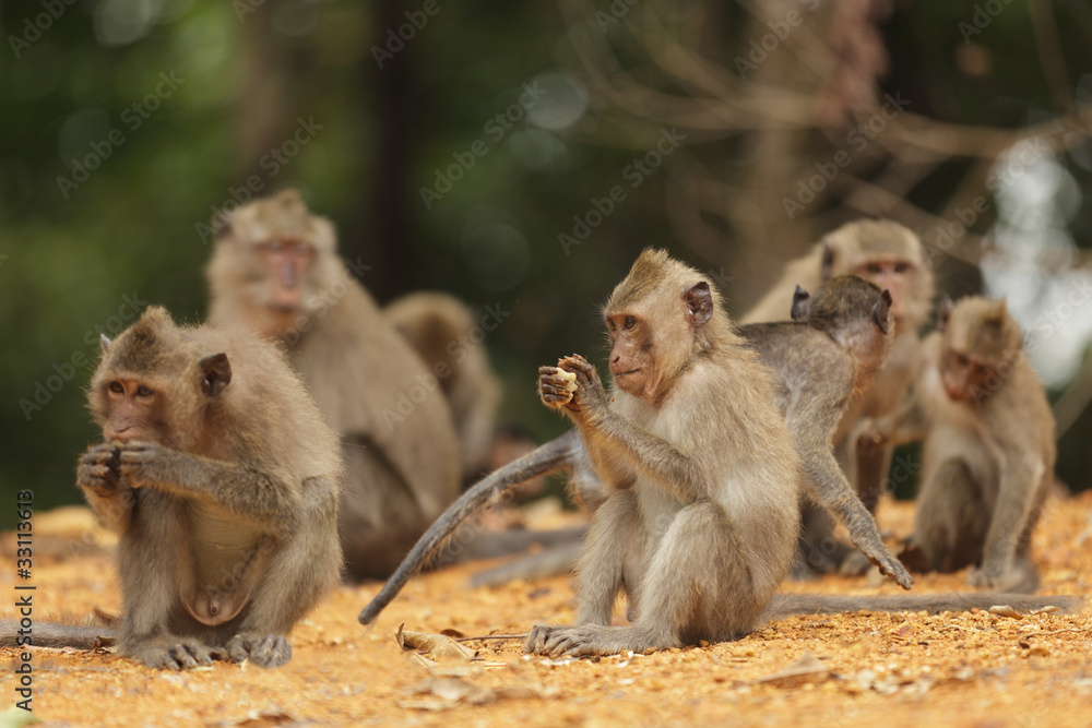 wild macaque family eating and playing