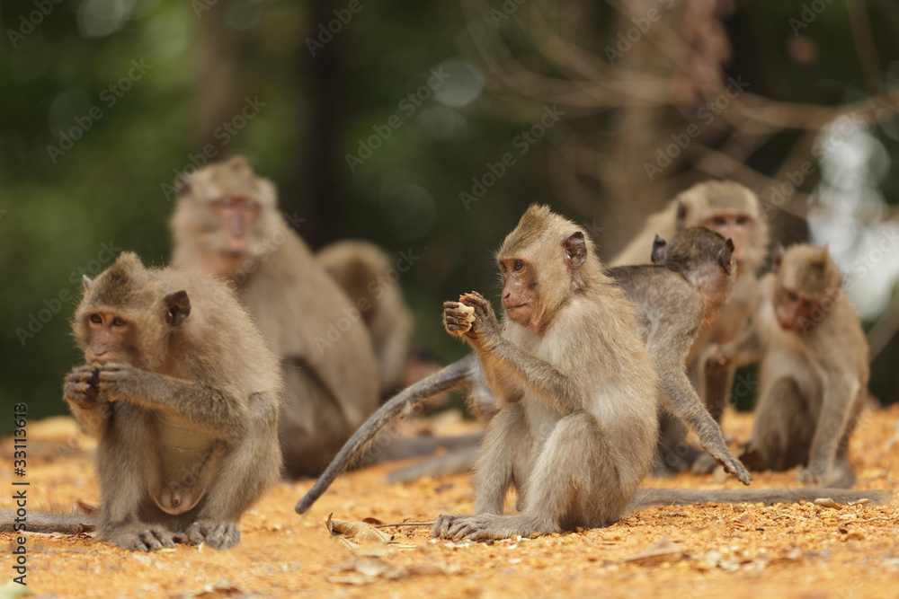 wild macaque family eating and playing wild macaque family eating and playing