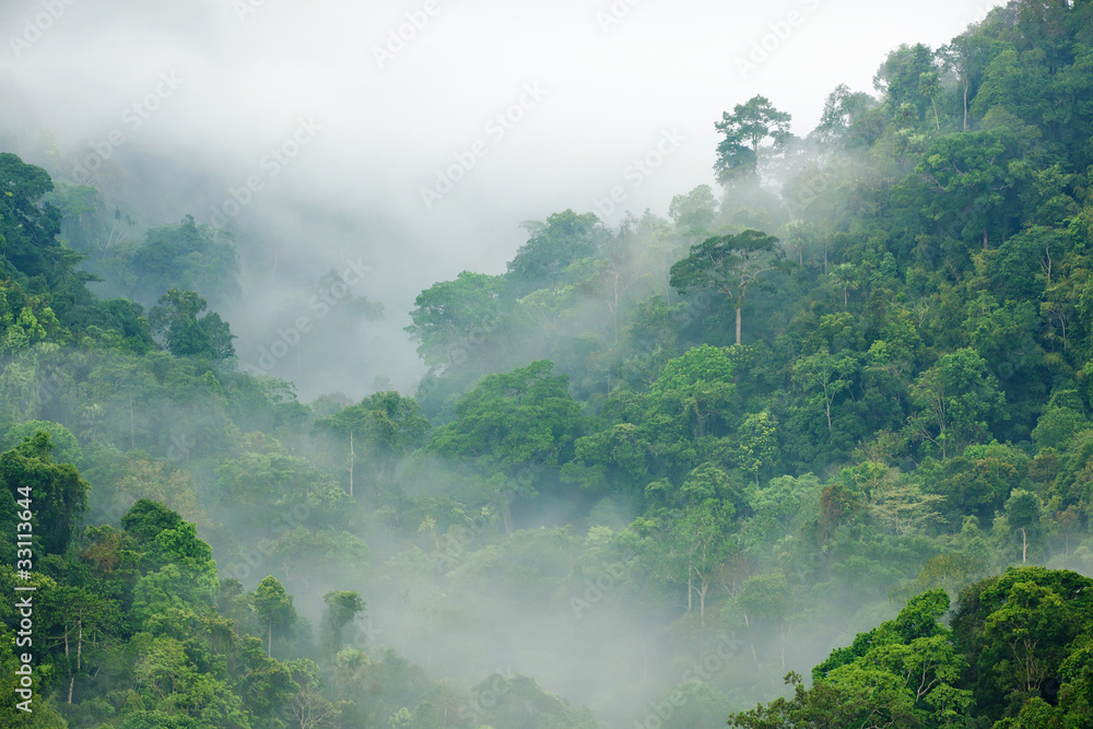 Obraz premium poranna mgła lasów deszczowych