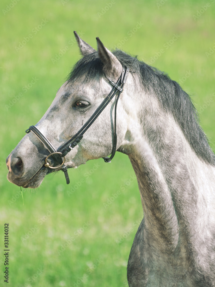 Obraz premium portrait of grey horse in flower