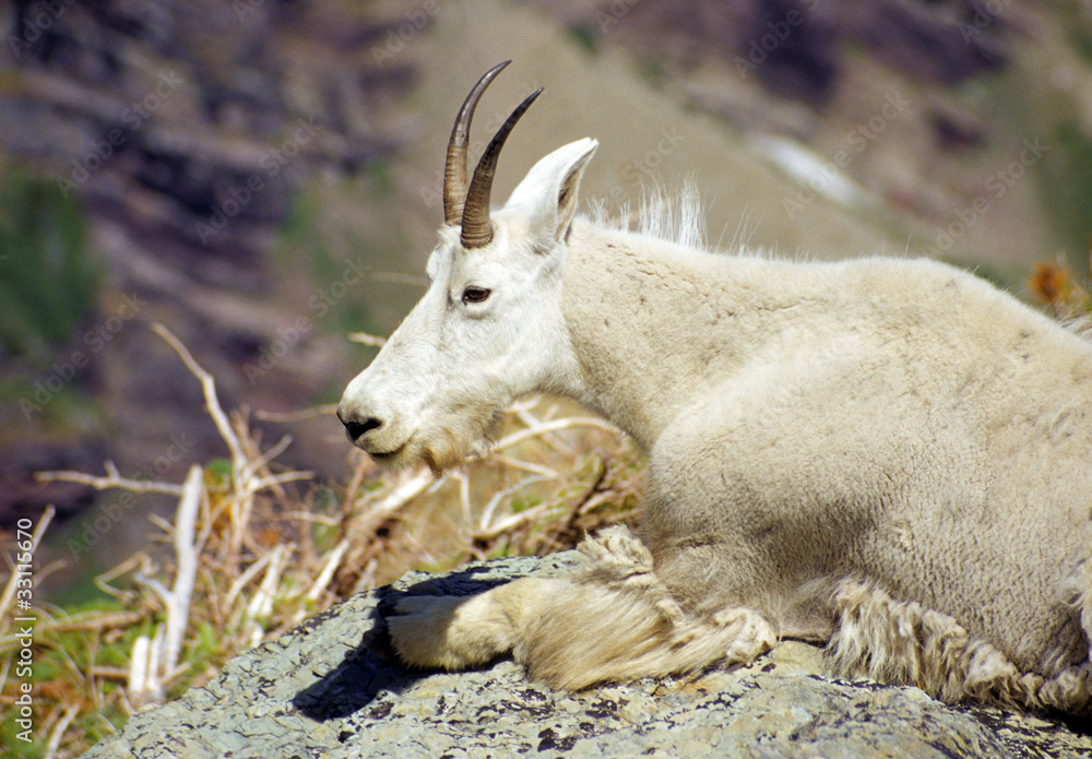 Mountain goat in the summer heat