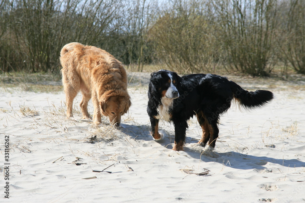 Golden Retriever und Bernersennen schnuppern im Sand Golden Retriever und Bernersennen schnuppern im Sand