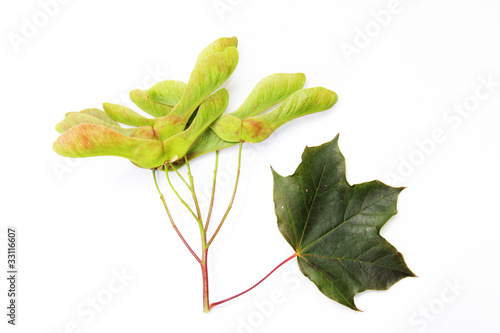 sycamore seeds and leaf