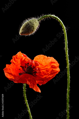 Fototapeta Naklejka Na Ścianę i Meble -  Mohnblumen