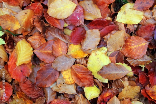 autumn beech forest leaves yellow red golden floor