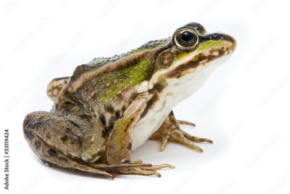 Rana ridibunda. Lake frog on white background Rana ridibunda. Lake frog on white background