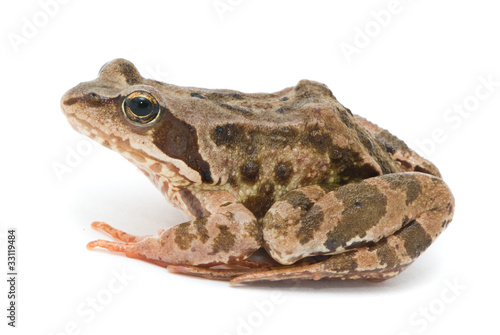 Rana temporaria. Grass frog on white background.