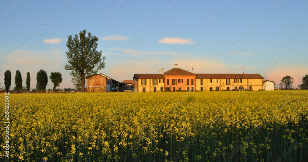 field mustard (Brassica rapa) field