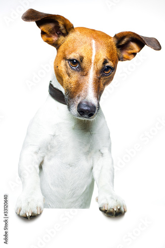 Hund mit banner © Javier brosch