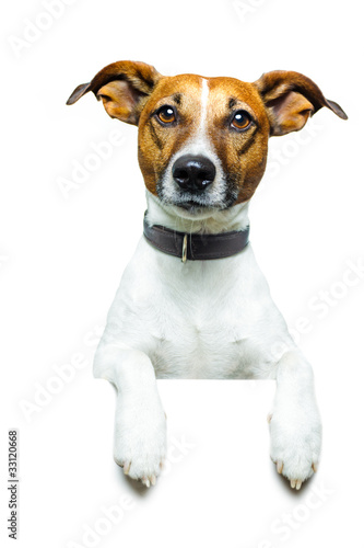 Hund mit plakat © Javier brosch