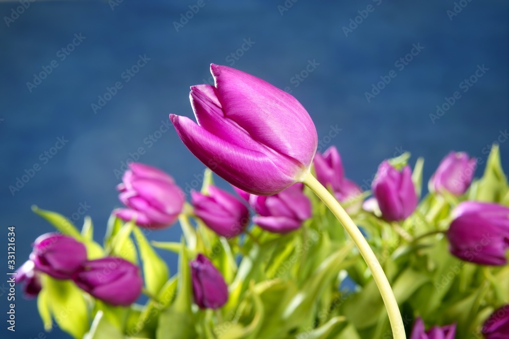 tulips pink flowers on blue studio background tulips pink flowers on blue studio background