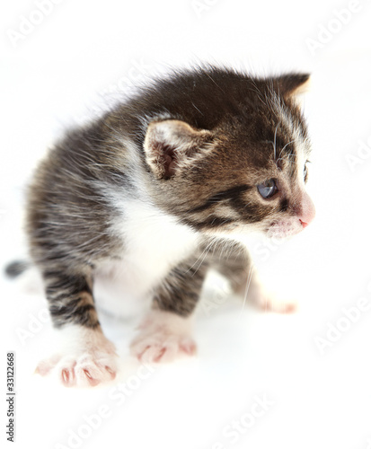 kitten on white background © ZoomTeam