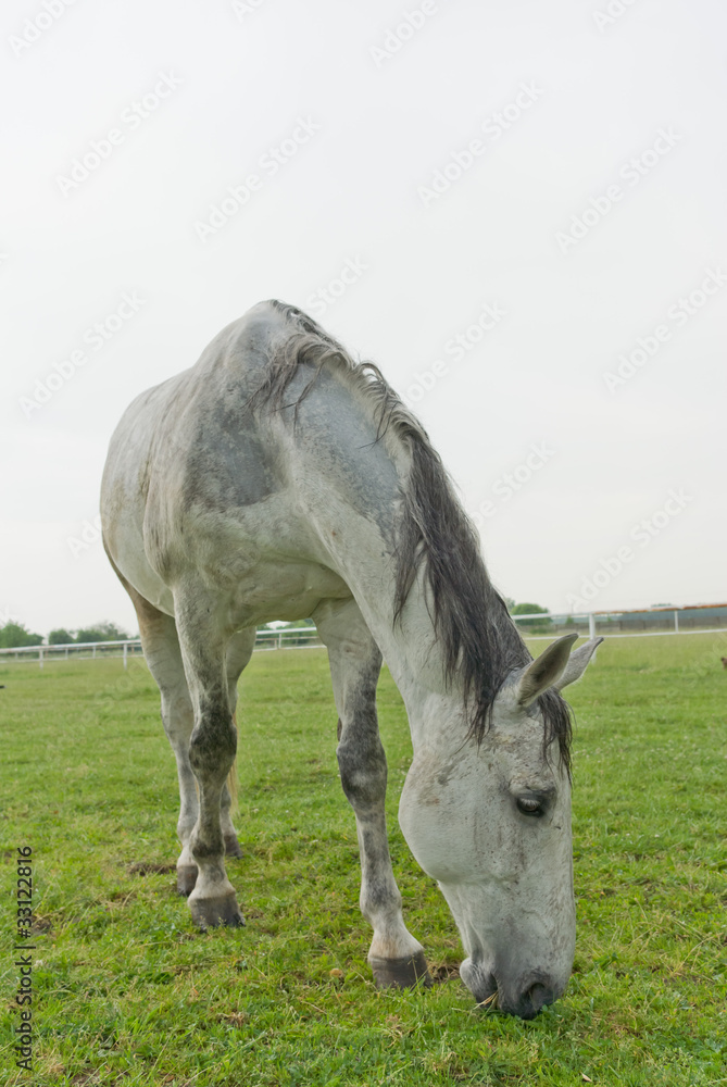 horse horse