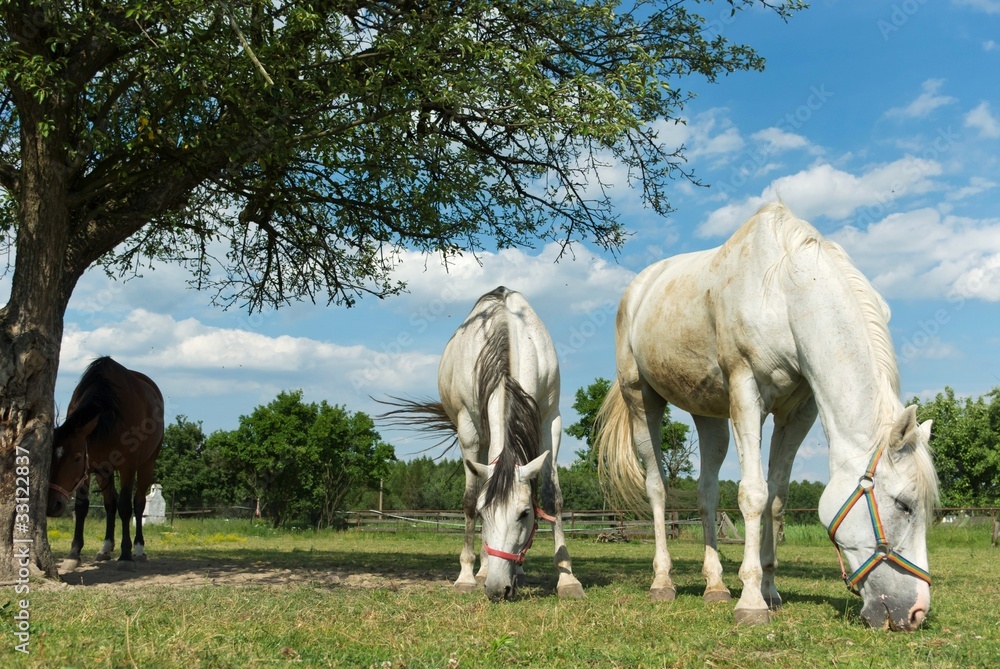 horse horse