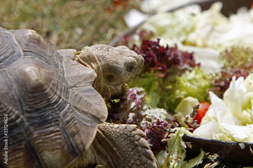 Spornschildkröte photo