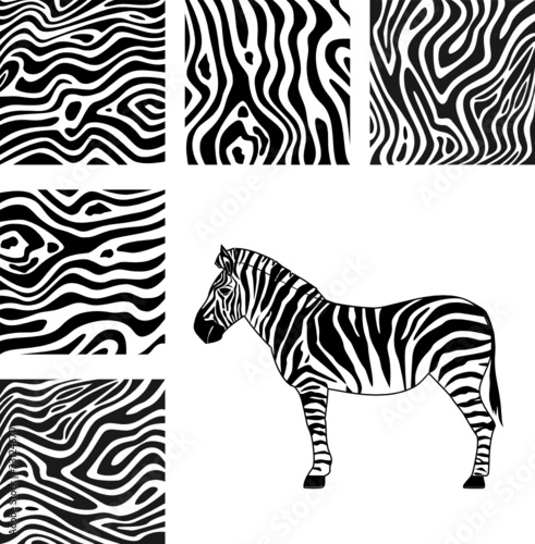 Zebra, texture of zebra