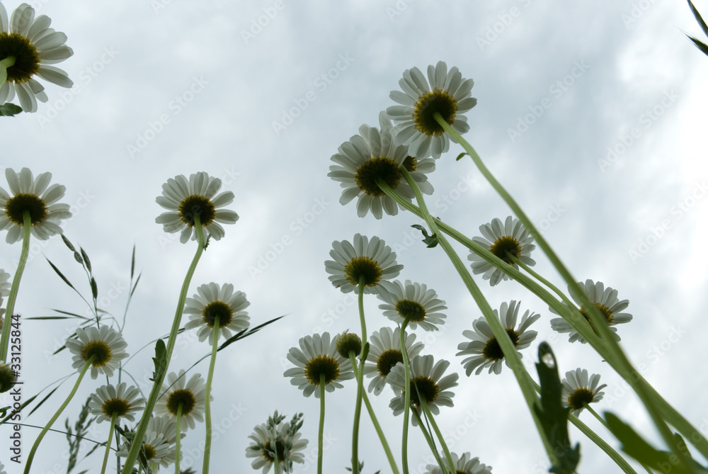 Obraz premium flowers