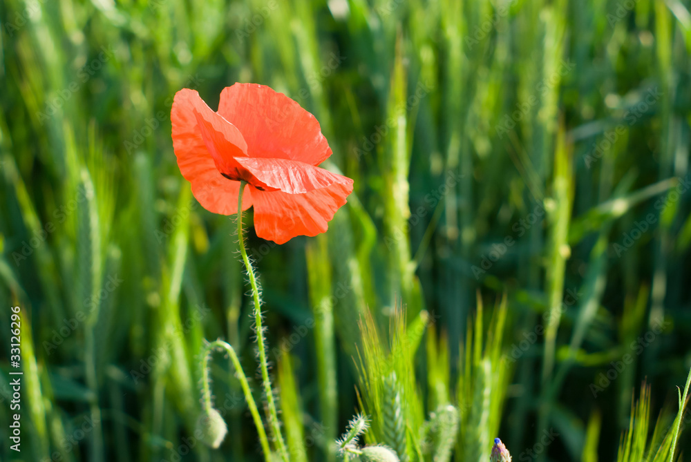 Naklejka premium kwiaty