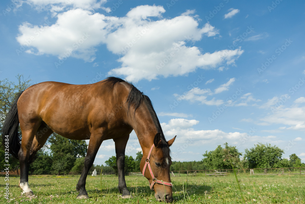 Obraz premium horse
