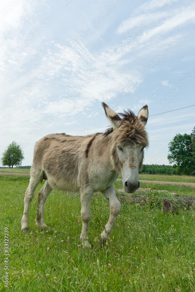 donkey donkey