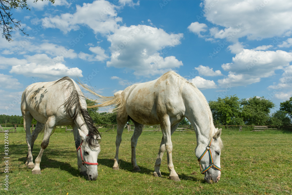 Obraz premium horse