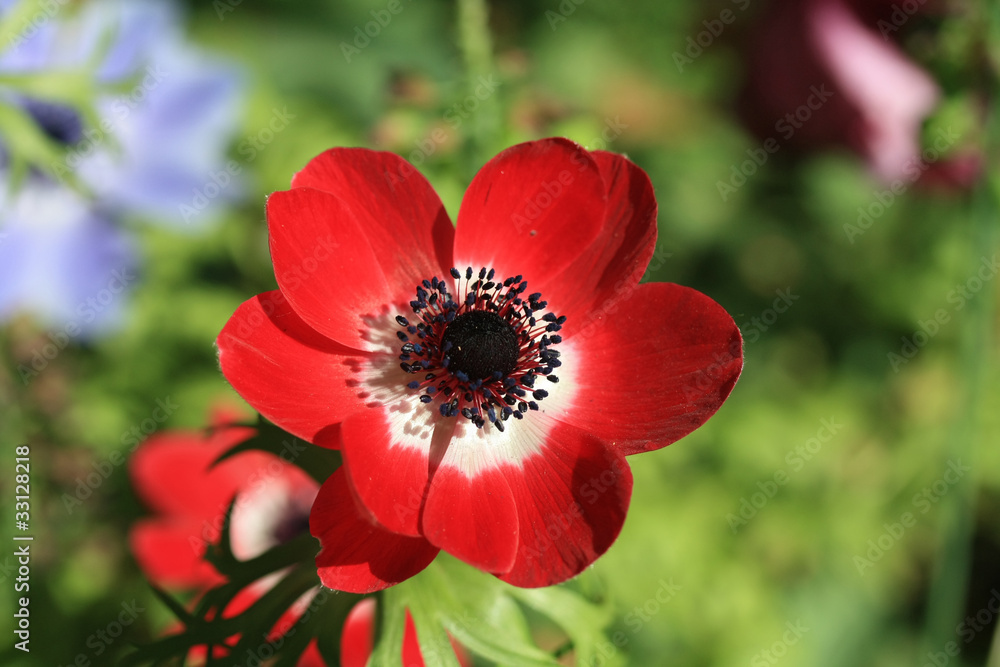 Red anemone in full sunlight Red anemone in full sunlight