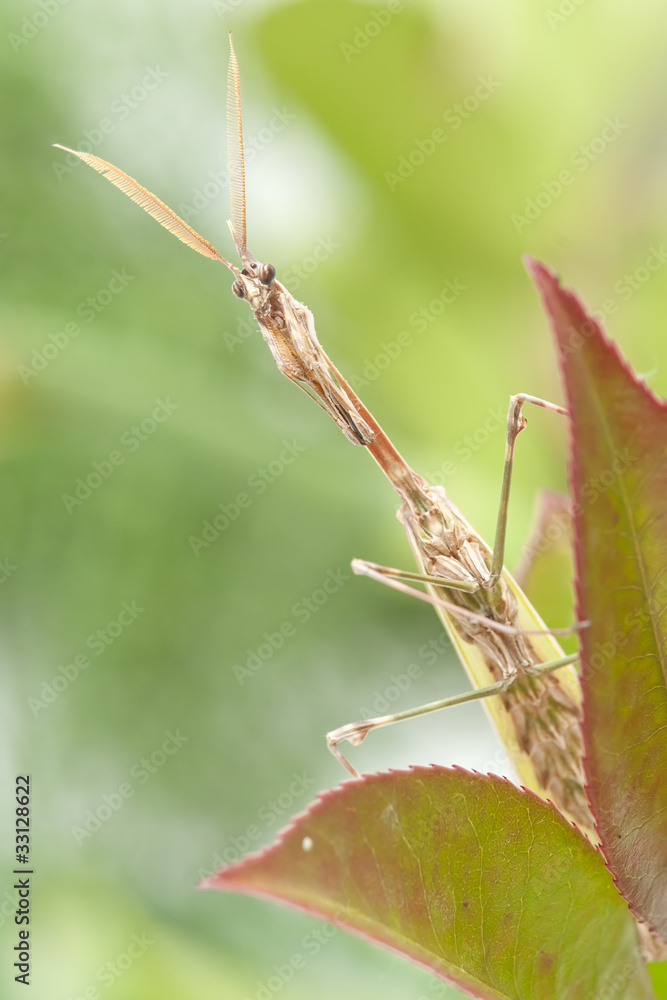 praying mantis praying mantis