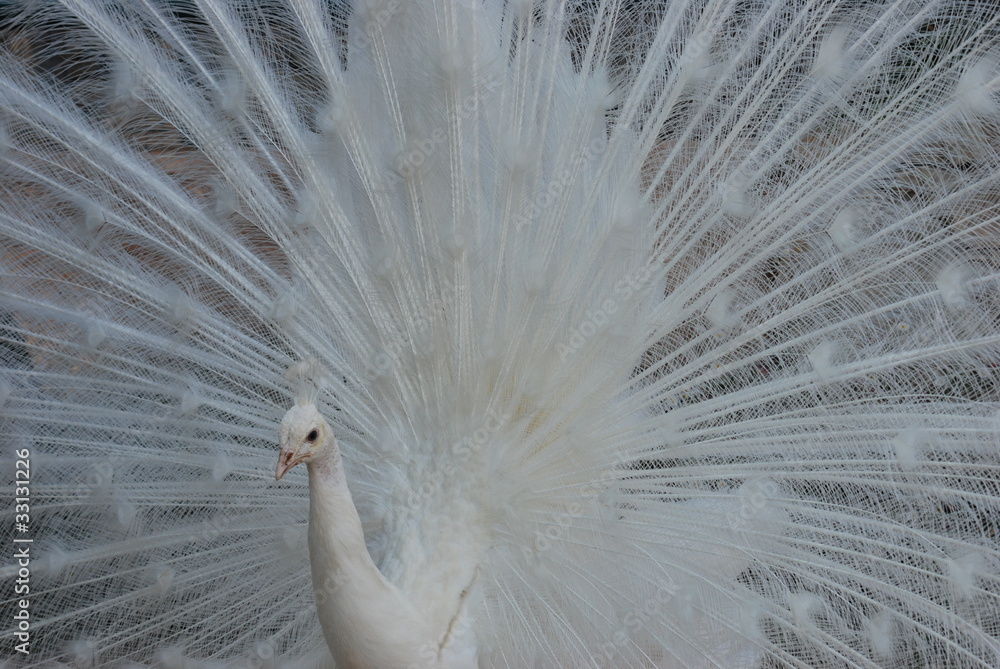 Naklejka premium paon