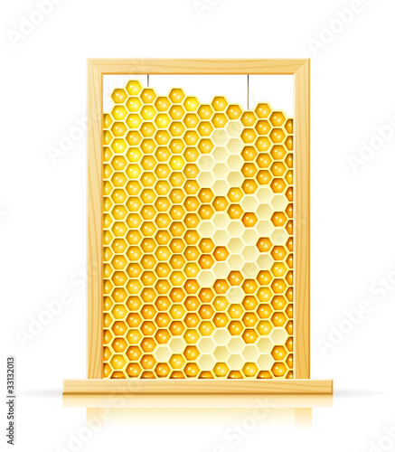bee honeycomb in frame vector